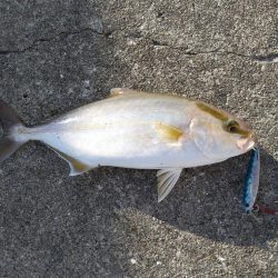 小さいけど爆釣